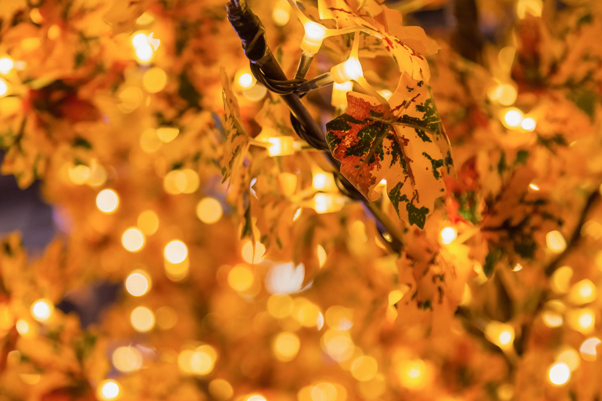 Strahlend durch den Herbst