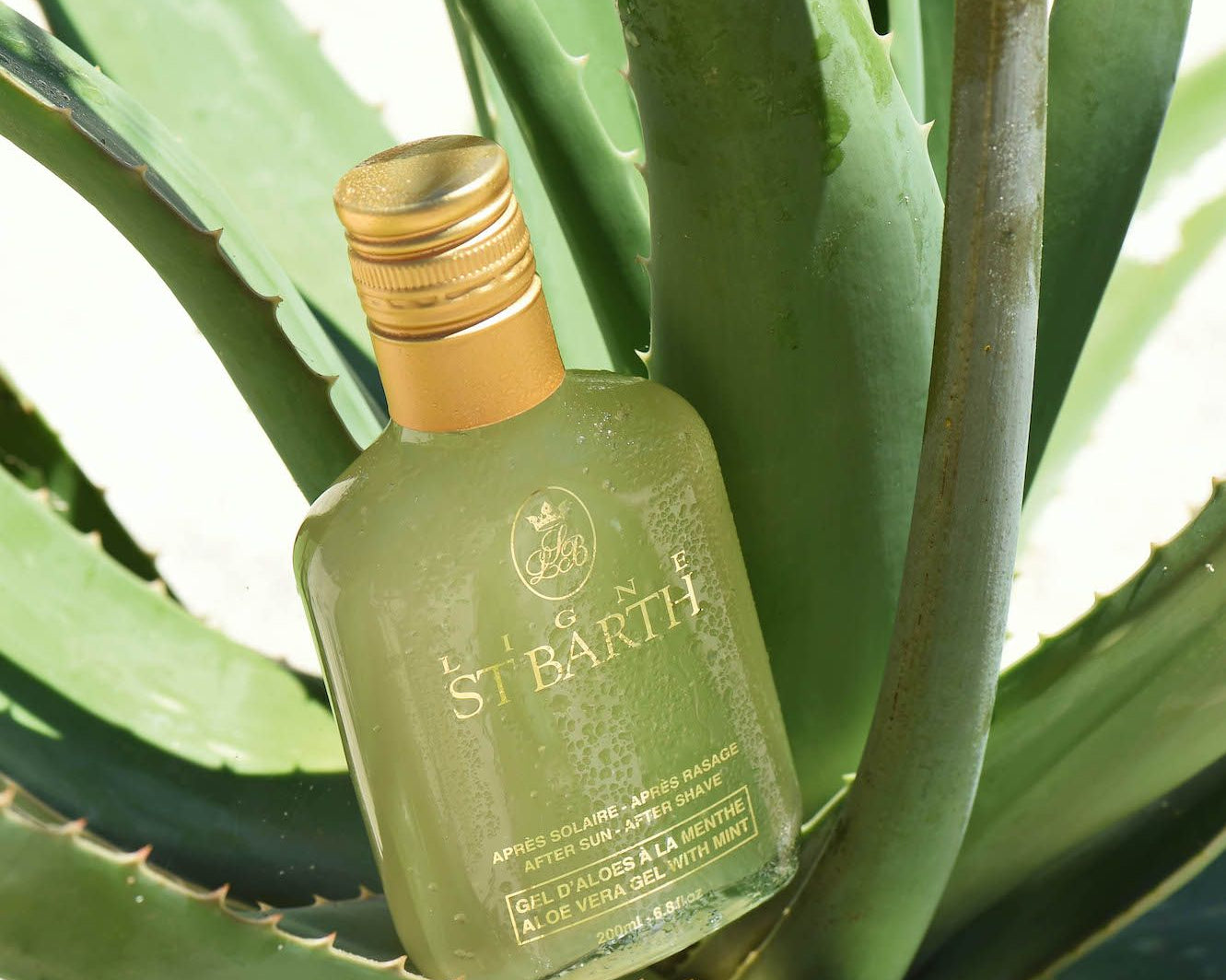 Alles über die Powerpflanze Aloe Vera