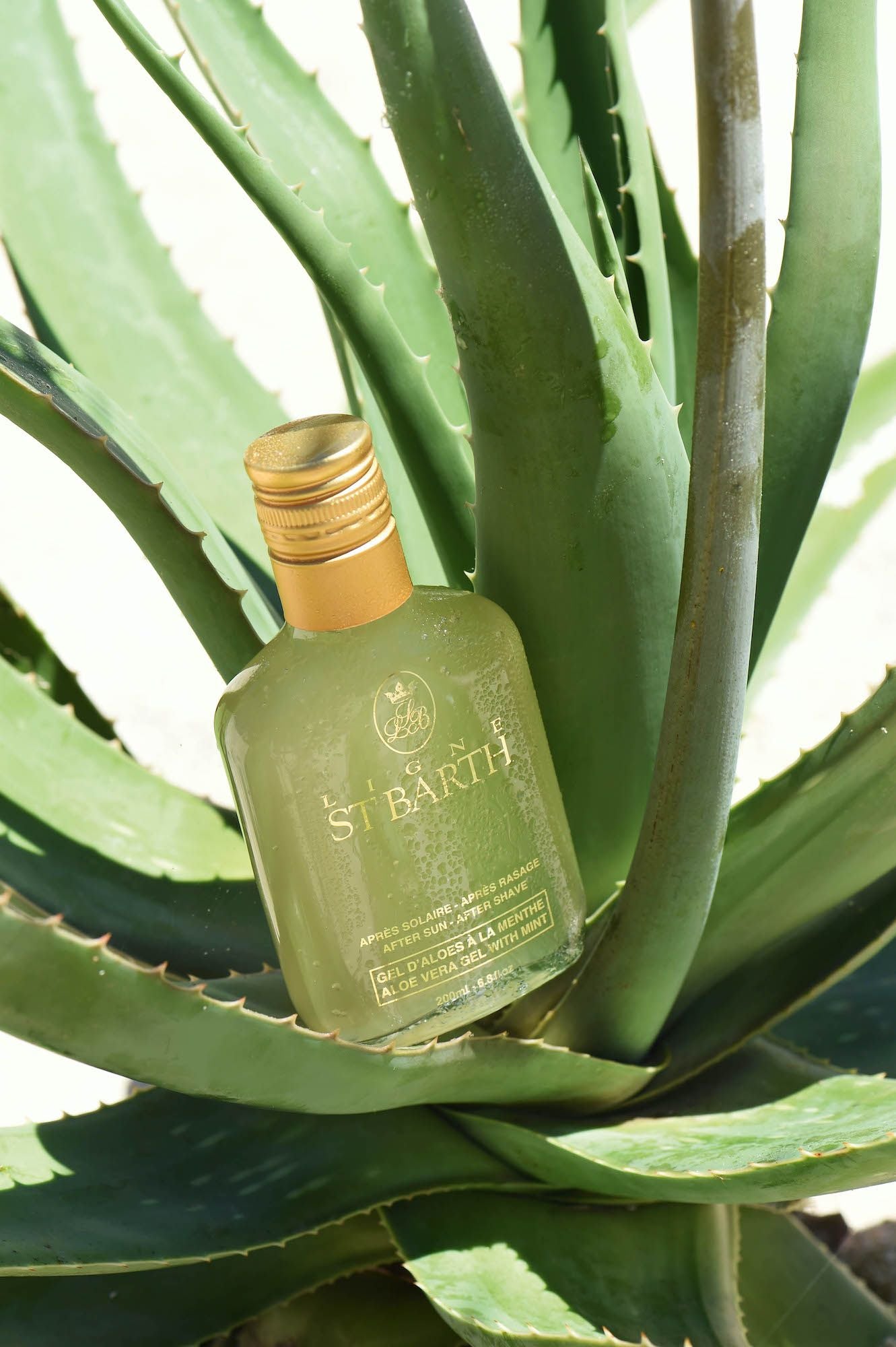 Alles über die Powerpflanze Aloe Vera