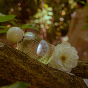 WHITE DAISY 